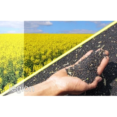 Rapeseed field with Legion product name visible