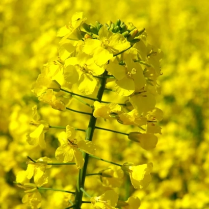 Поле рапса с жёлтыми цветами - Лексион