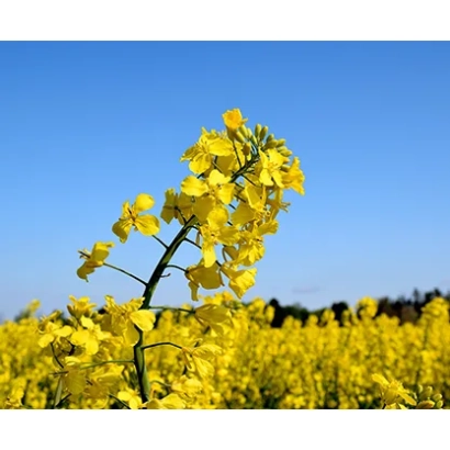 Поле рапса с цветущими желтыми цветами на фоне голубого неба - ЛГ Арнольд