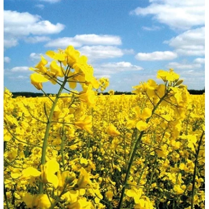 Поле рапса под голубым небом - ЛГ Авирон