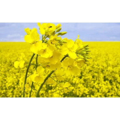 Поле рапса с жёлтыми цветами на фоне неба - Либеа