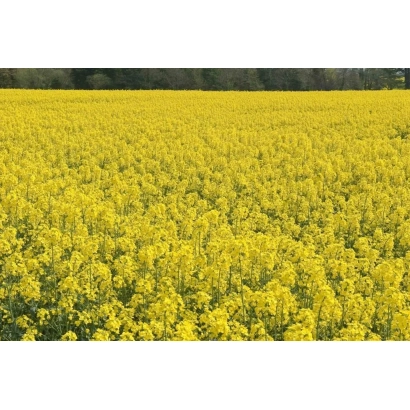 Поле рапсу, що відповідає категорії Рапс - ЛУГОВСЬКИЙ