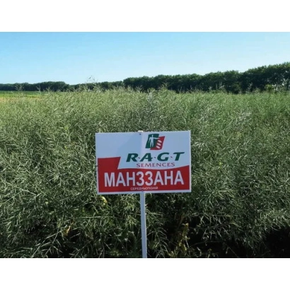 Поле рапса с табличкой МАНЗЗАНА от RAGT