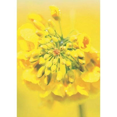 Жовтий квітка рапсу на фоні поля - Мемфіс