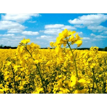 Поле рапса Мерано под голубым небом