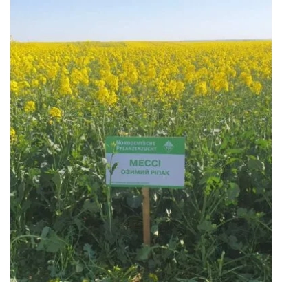 Поле рапса с табличкой MECCI - Месси