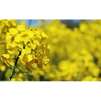 Field of flowering yellow rapeseed - Metropol