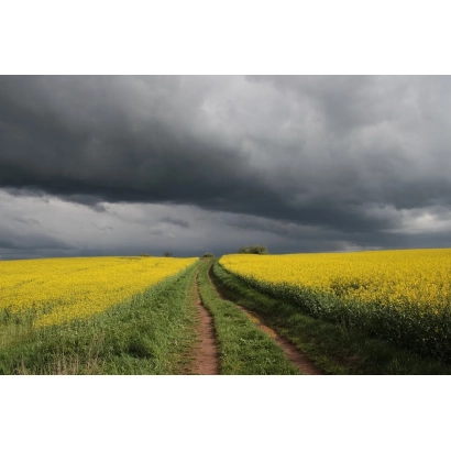 Поле рапса под грозовым небом - МСЛ 047 Ц 21