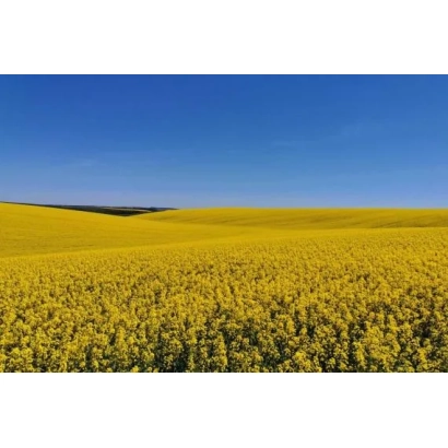 Field of rapeseed under a blue sky - NIZZA CL