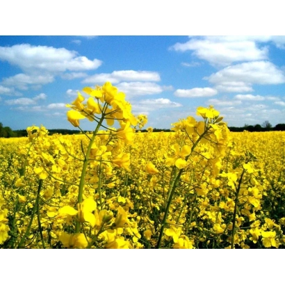 Поле рапсу під блакитним небом - НК Технік