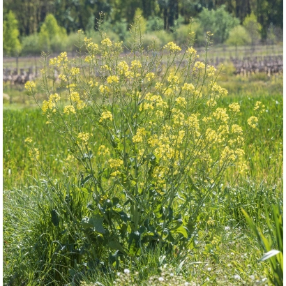Поле рапса с жёлтыми цветами на фоне леса - Нс Вид