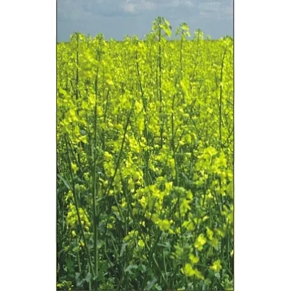 Поле рапса с желтыми цветами - Одила