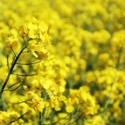 Поле рапса с жёлтыми цветами - ОЛИНДИГО
