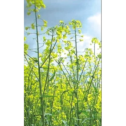 Поле рапса с желтыми цветами на фоне неба - ОПАВА (ОП-БН-07)