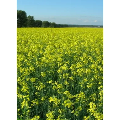Поле рапса ОРЕДЕЖ 2