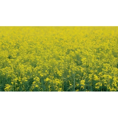 Field of rapeseed, matching the category Rapeseed - ORK 13