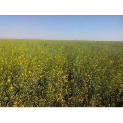 Поле рапса на фоне голубого неба - Озорно