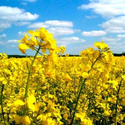 Поле рапса под голубым небом - Отма