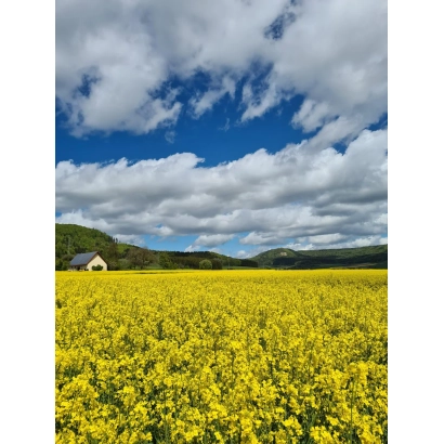 Желтое поле рапса под синим небом с домом на холме - ПА 6 ЕН 199