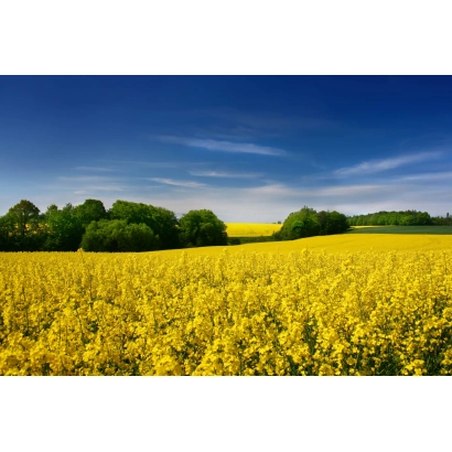 Поле рапса на фоне синего неба - ПА 7 ЕН 120
