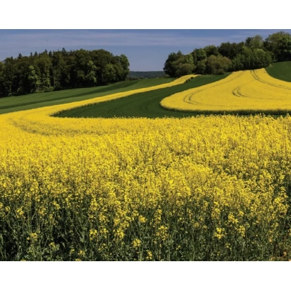 Поле рапса в цвету на фоне леса - ПА 7 ЕН 124