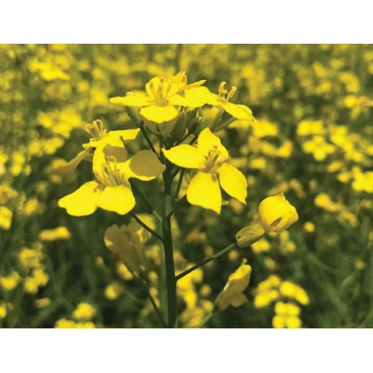 Поле рапса с жёлтыми цветами - ПИЛАНИ