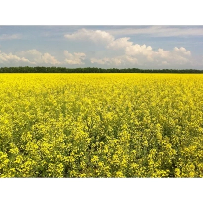 Поле рапса под названием Полярис