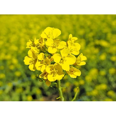 Желтый цветок рапса на фоне поля - ПР 45 Д 03