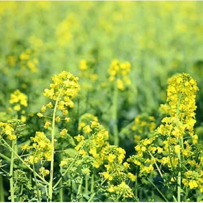 Поле рапса с желтыми цветами - ПР 45 Д 05
