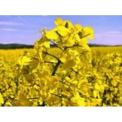 Поле рапса с цветущими желтыми цветами - ПР45Д05