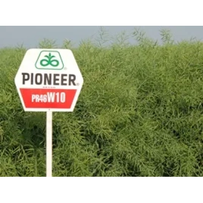Метка Pioneer с названием сорта PR46W10 на фоне рапса - ПР46В10