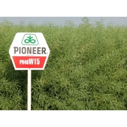 Метка Pioneer с названием сорта PR46W15 на фоне рапса - ПР46В15