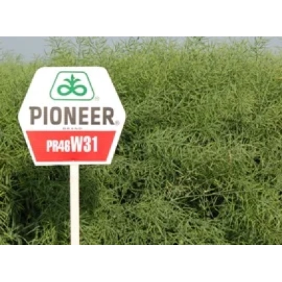 Знак с надписью Pioneer и кодом PR46W31 на фоне зелёной растительности. - ПР46В31