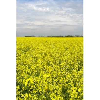 Поле рапса под названием Прометей