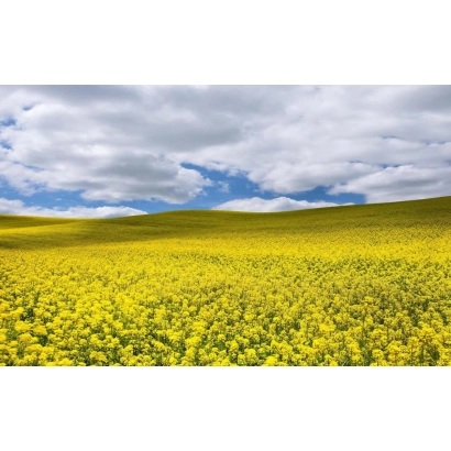 Поле рапса под облаками - ПТ234