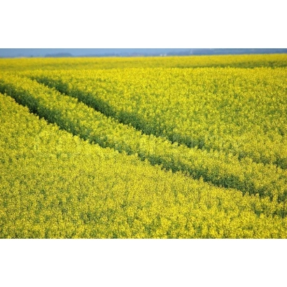 Поле рапса с желтыми цветами - ПТ264