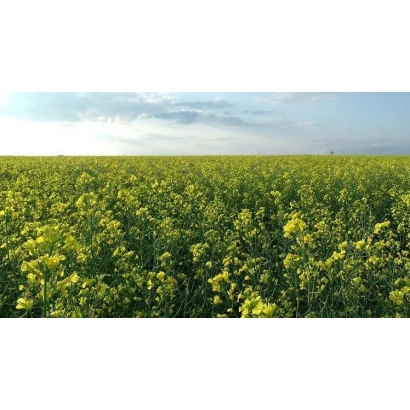 Поле рапса под голубым небом - ПТ271