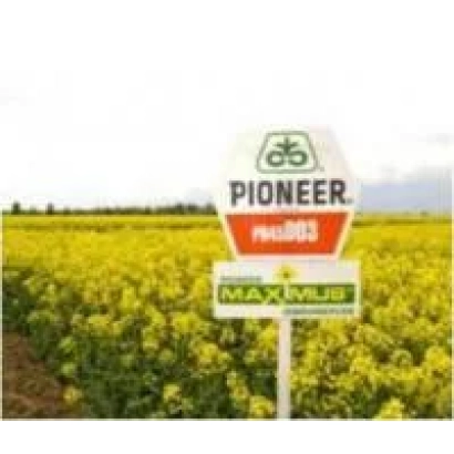 Семена рапса ПХ100СЛ от компании Pioneer