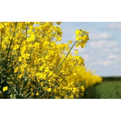 Поле рапса с цветущими желтыми цветами на фоне неба - ПХ135