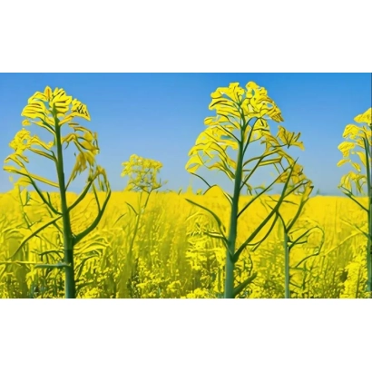 Поле рапса с яркими желтыми цветами на фоне голубого неба - Р 20121 АДА