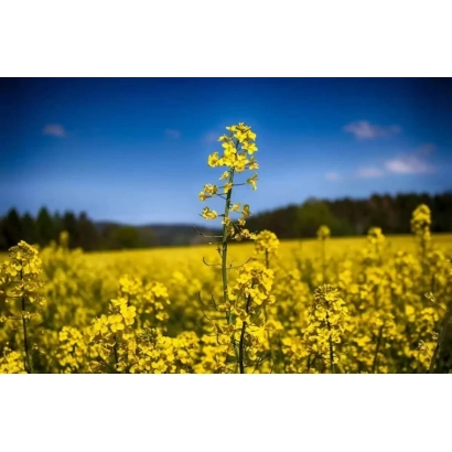 Поле рапса на фоне синего неба - Р 503 С 21