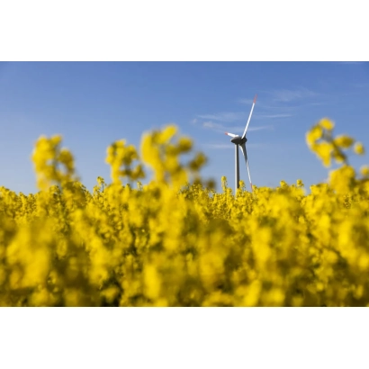 Поле рапса с ветряной турбиной на фоне - Р 507 С 21