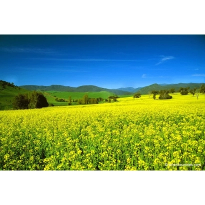 Поле рапса под голубым небом - Р 508 С 21
