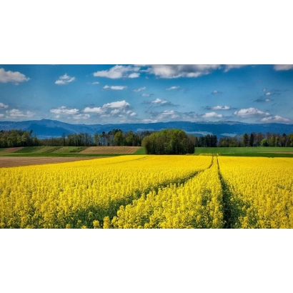 Желтое поле рапса на фоне синего неба и гор - Релли