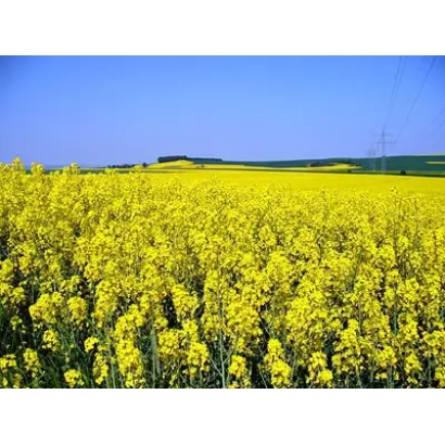 Поле рапса под названием Ранок Поділля - Ранок Подилля