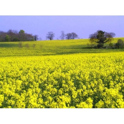 Поле рапса на фоне деревьев и неба - Раудис