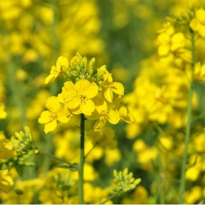 Поле рапса с жёлтыми цветами - Рекорди