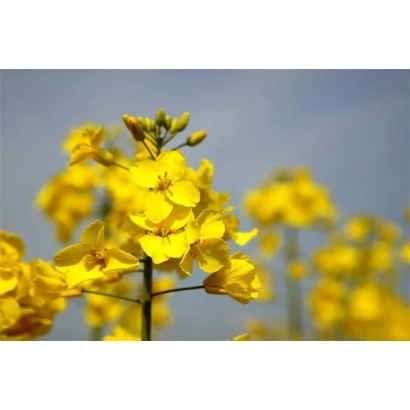 Поле рапса с жёлтыми цветами - Редстоун
