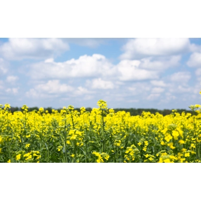 Поле рапса под голубым небом с облаками - РГС 003/Сари/