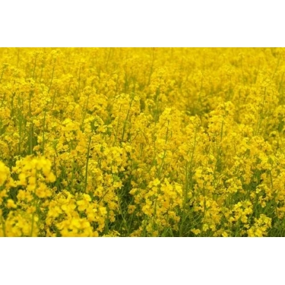 Поле рапса, соответствующее категории Рапс - РЖТ ЖАЗЗЕТТА